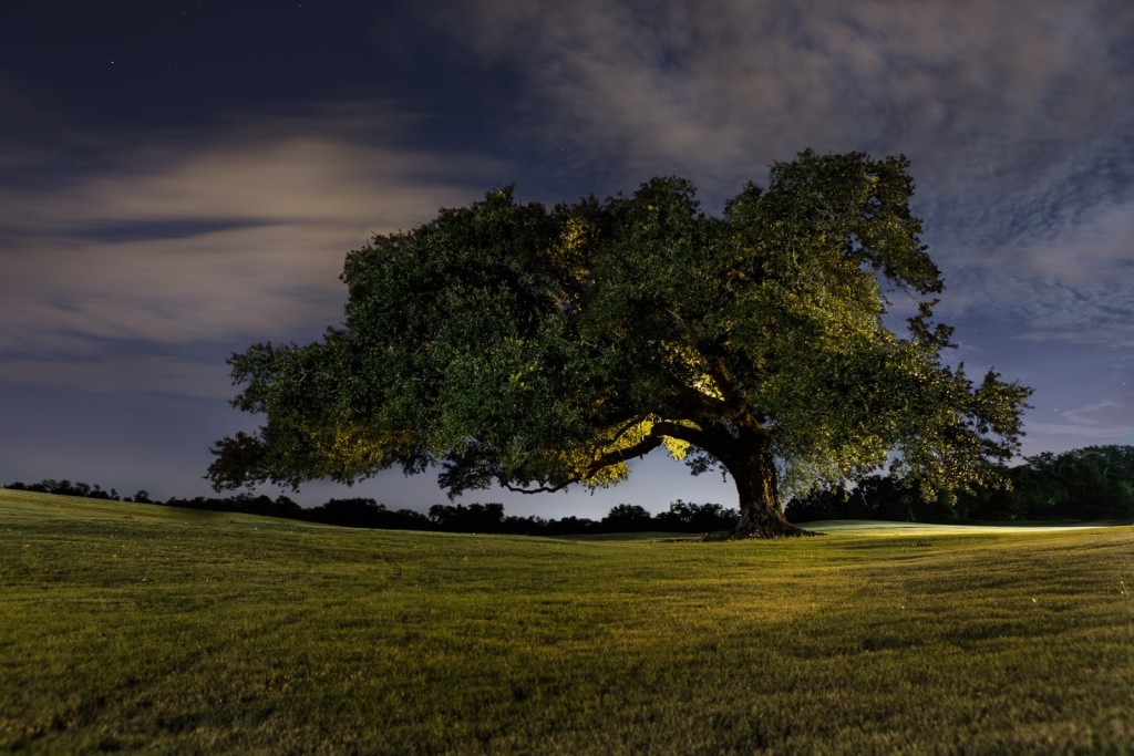 Photo by Frank Relle © Olmstead Oak, 2013